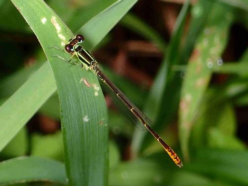 Réf. 214 504 : Agriocnemis minima